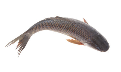 Grass carp fish isolated on white, top view