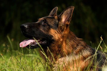 portrait of a german shepherd dog on the grass