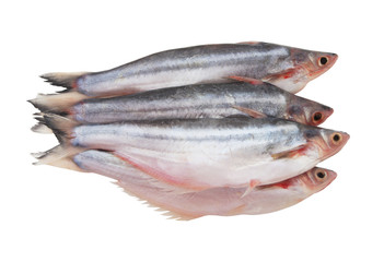 Several pangasius macronema fishes isolated on white background