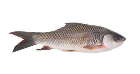 Grass carp fish isolated on white background
