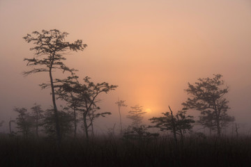Fototapeta na wymiar Foggy sunrise over the Dwarf Cypress Forest in Everglades National Park, Florida.