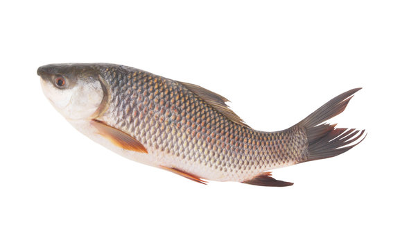 Grass carp fish isolated on white