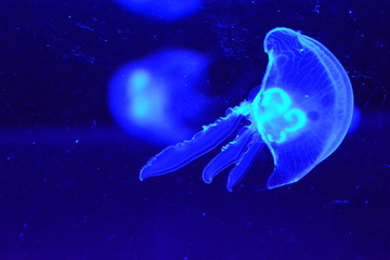 Naklejka na ściany i meble aurelia aurita jellyfish