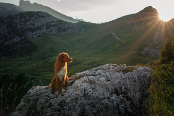 dog in the mountains on a journey. Nova Scotia duck tolling Retriever in nature on the background of beautiful scenery.