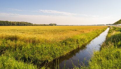 Large field with ripe, golden wheat bordered by rows of trees and a ditch