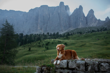 dog in the mountains on a journey. Nova Scotia duck tolling Retriever in nature on the background...