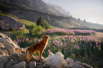 dog in the mountains on a journey. Nova Scotia duck tolling Retriever in nature on the background...