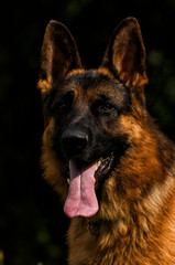 portrait of a german shepherd dog on the grass