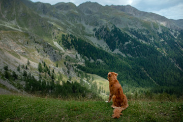 dog in the mountains on a journey. Nova Scotia duck tolling Retriever in nature on the background of beautiful scenery. dog Travel