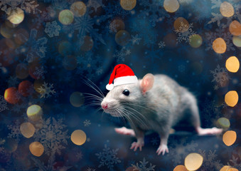 Cute rat in a red Santa Claus hat. Year of the rat. Greeting card with New Year 2020!