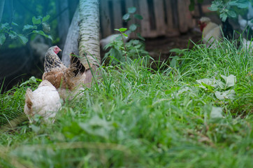 Free range living chicken on  farm. Hens  roam freely in green paddock