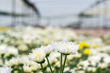 many white Chrysanthemum flower in field.