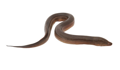 Eel isolated on white background