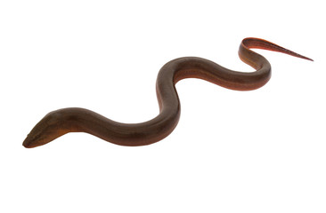 Eel fish isolated on white background