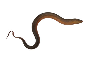 Asian eel fish isolated on white background