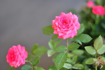 pink rose in the garden
