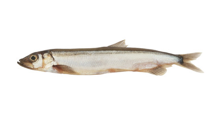Capelin fish isolated on white background