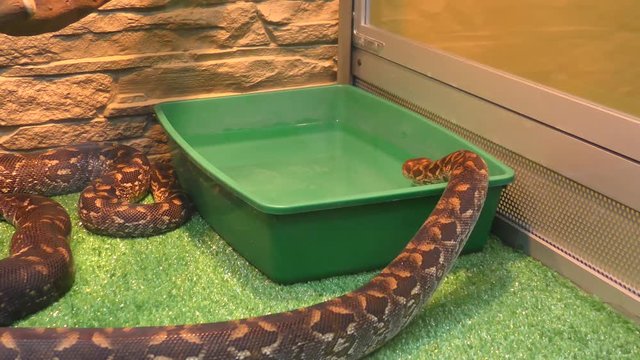 Woody Madagascar BOA this is not a poisonous snake, endemic to Madagascar