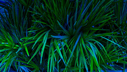 abstract background of fluorescent reeds