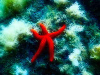 A colour enhanced image of a mystical starfish