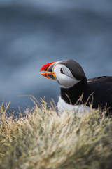 Detailed view of Arctic or Atlantic puffin wild bird sitting on Latrabjarg Cliff, Westfjords, Iceland. Blue ocean water on background. 