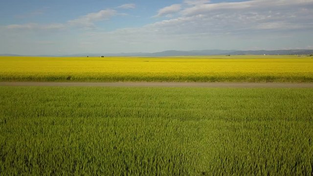 Idaho Camas Prairie Yellow Green Conola 