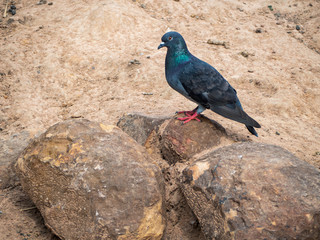 A pigeon on the rocks