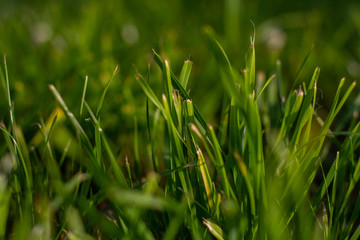 juicy green grass