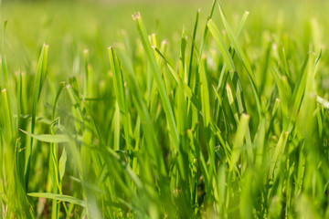 green grass background