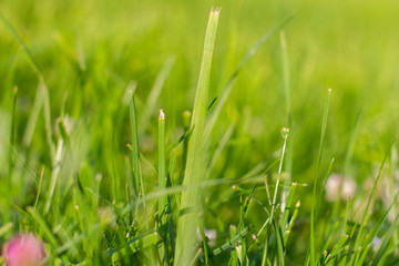 green grass with water drops
