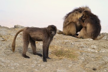 Ethiopia. Gelada is a rare species of Primate. It lives exclusively on the mountain plateaus of Ethiopia, in the mountains of Siemens.   