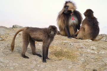 Ethiopia. Gelada is a rare species of Primate. It lives exclusively on the mountain plateaus of Ethiopia, in the mountains of Siemens.   
