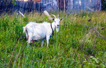 Fototapeta premium goat with white wool and beautiful horns grazes on a green lawn.