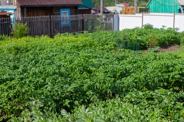 potato field on a country plot in a country house