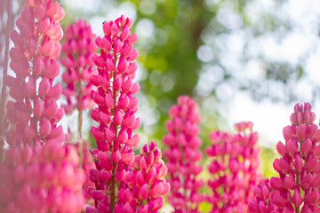 pink flowers in the garden