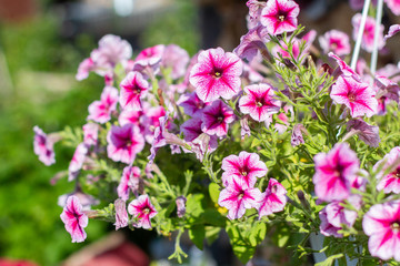 pink flowers in the garden