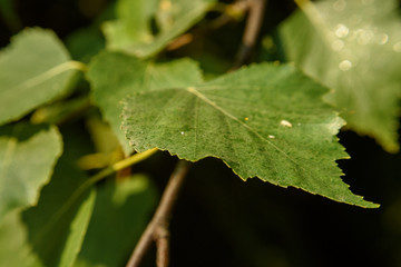 macro leaf in sunlight on background