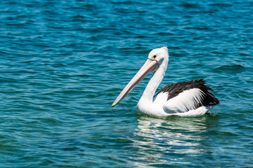 pelican
