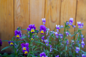 pansies flowers against a wooden wall
