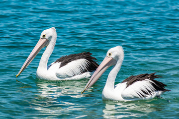 pelican in a sea