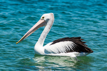 pelican