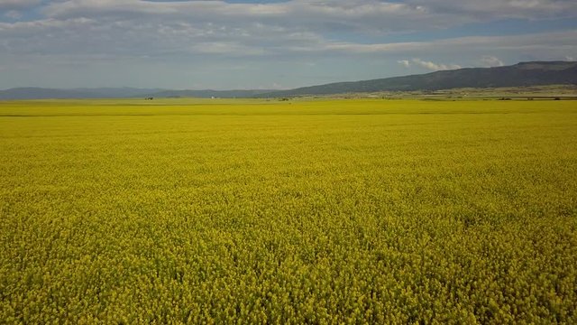 Idaho Camas Prairie Yellow Green Conola 