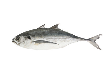 Torpedo scad fish isolated on white 