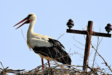 Stork