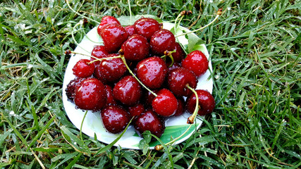 red ripe cherries on a grass