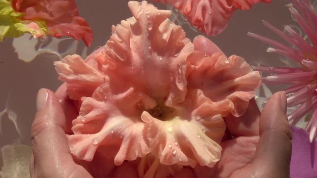 Big drops of water falling down on beautiful sword lily (Gladiolus) in woman hands. Colorful flowers floating on the water surface as beautiful relax decoration. Close up slow motion shot. Top view.