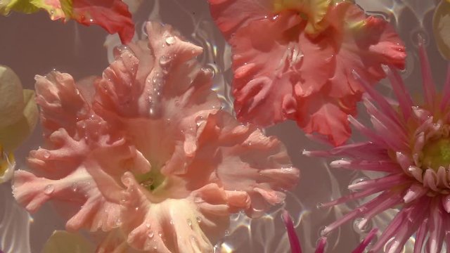 Water drops falling on romantic colourful flowers, floating on the water surface as beautiful relax decoration. Close up slow motion shot. Top view.