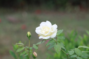 white rose in the garden
