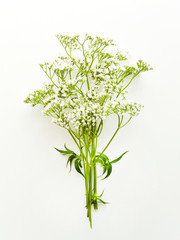 Valerian herb on white