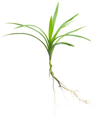 Pandan stem with roots isolated on white background.